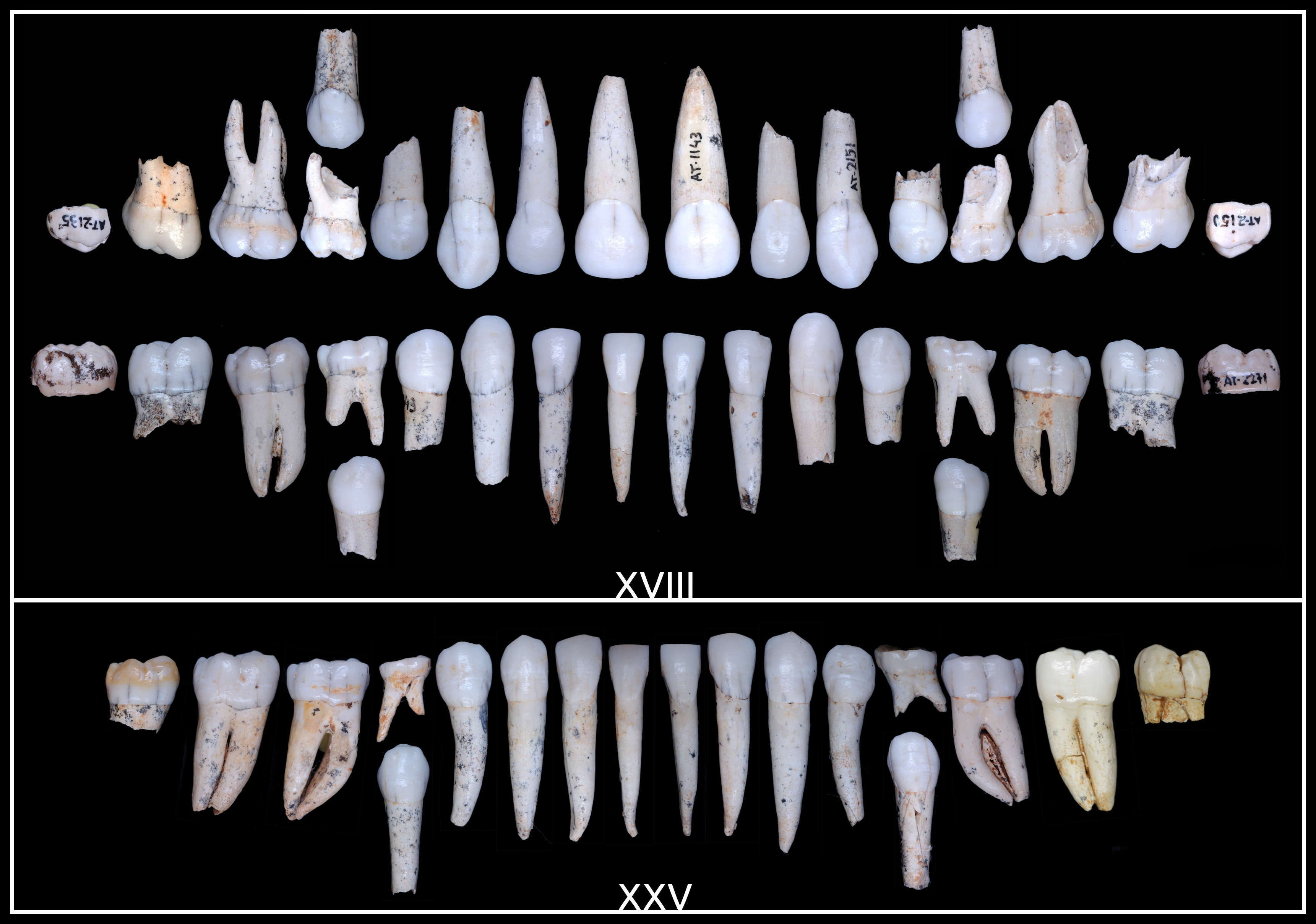dientes evolucion